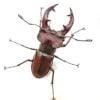 姬深山鍬形蟲（宜蘭.礁溪產）♂50mm 成對 彎牙