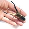 美他力彿細身赤鍬形蟲 ♂76mm 單公