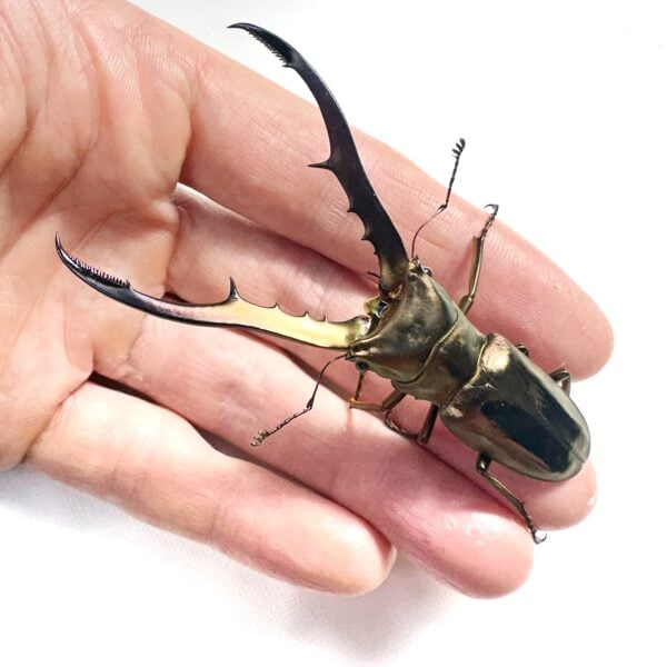 美他力彿細身赤鍬形蟲 ♂76mm 單公