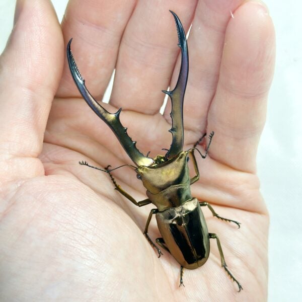 美他力彿細身赤鍬形蟲 ♂81mm 單公