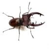 姬深山鍬形蟲（桃園.復興產）♂50mm 成對