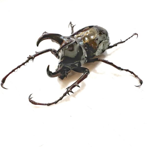 婆羅洲南洋大兜 ♂73mm 單公