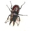 圓翅鋸鍬形蟲（新北.坪林產）♂37mm 單公