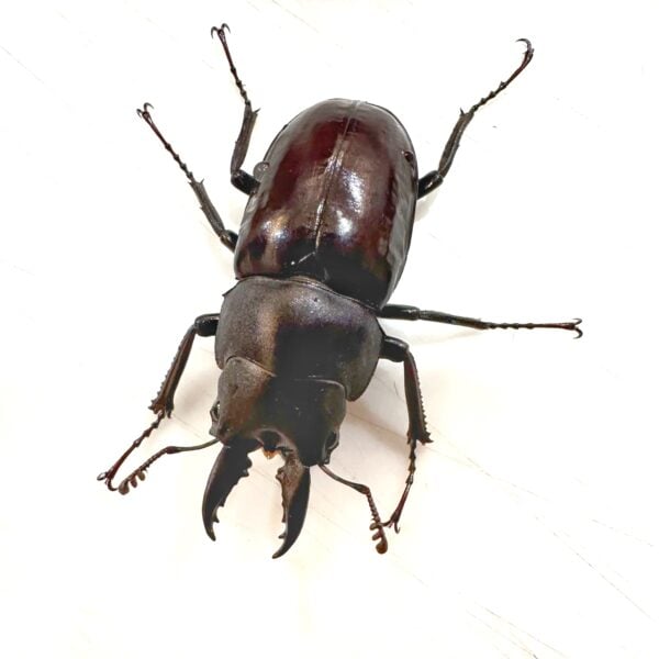 圓翅鋸鍬形蟲（新北.坪林產）♂37mm 單公