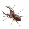 姬深山鍬形蟲（新竹.尖石產）♂51mm 成對 瑕疵