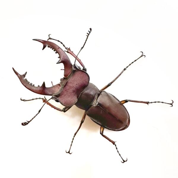 姬深山鍬形蟲（新竹.尖石產）♂51mm 成對 瑕疵