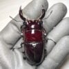皇家大黑豔鍬形蟲 ♂65mm 成對 B