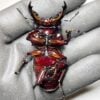 皇家大黑豔鍬形蟲 ♂65mm 成對 B