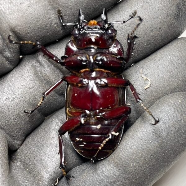 皇家大黑豔鍬形蟲 ♂65mm 成對 B