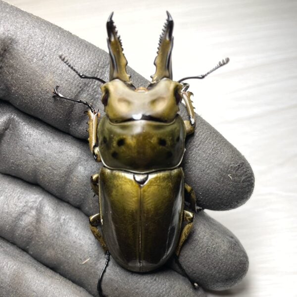 馬場黃金鍬形蟲 ♂61mm 成對