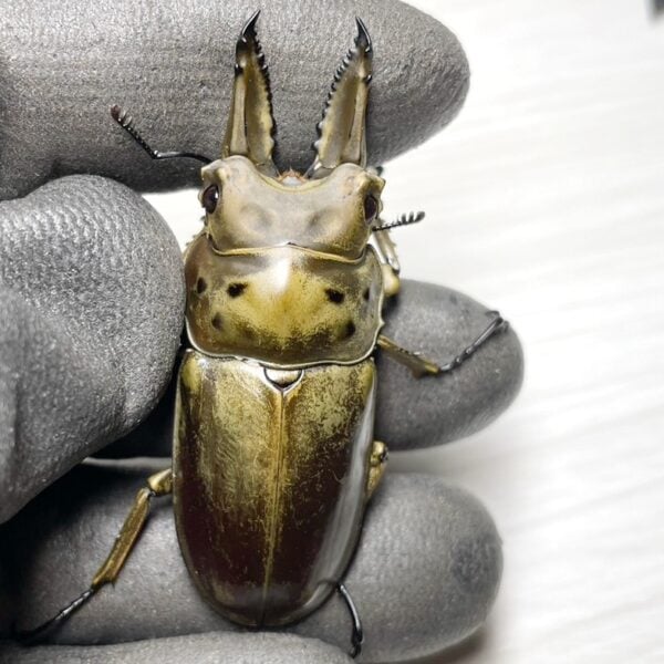 莫瑟里黃金鍬形蟲 ♂59mm 成對