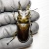 莫瑟里黃金鍬形蟲 ♂58mm 成對