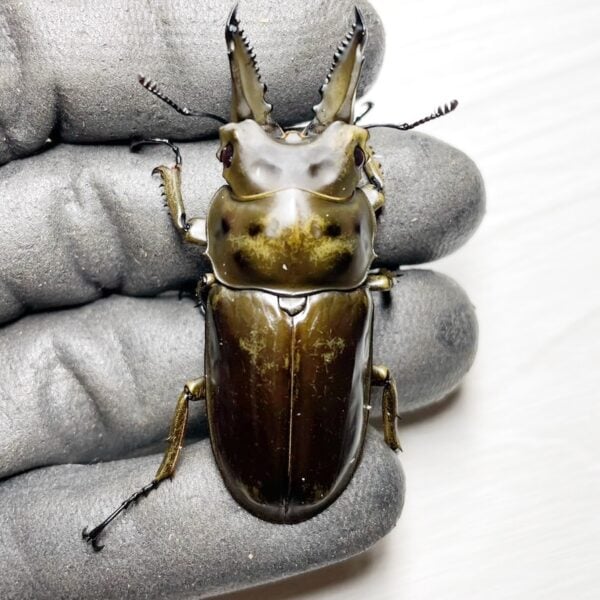 莫瑟里黃金鍬形蟲 ♂58mm 成對