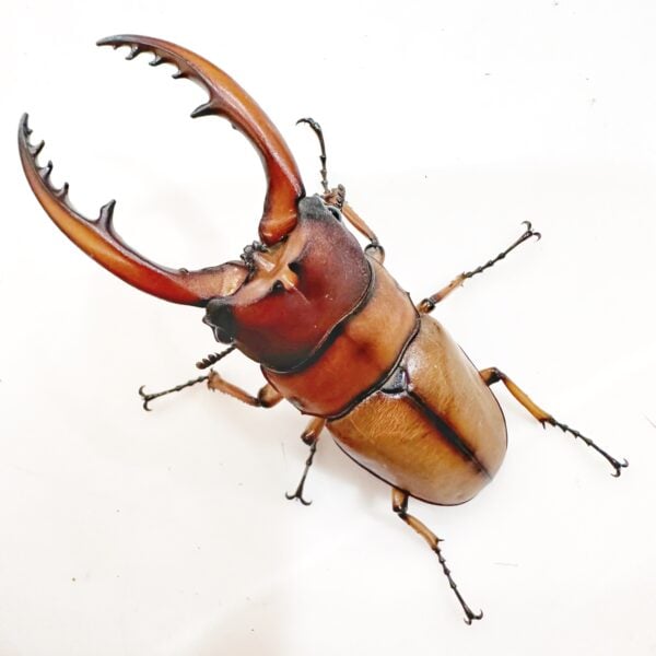 兩點赤鍬形蟲（新北.烏來.粗圓牙）♂63mm 成對