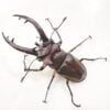 台灣深山鍬形蟲（新北.烏來產）♂74mm 成對