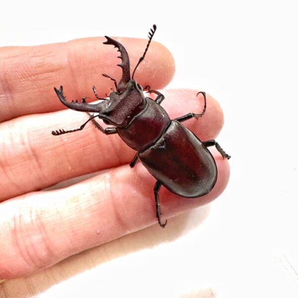 栗色深山鍬形蟲（南投.仁愛產）♂38mm 單公