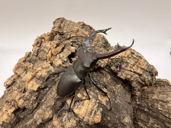 阿卡巴深山鍬形蟲  ♂72mm 成對