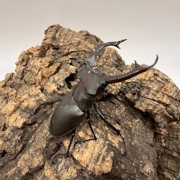 阿卡巴深山鍬形蟲  ♂72mm 成對