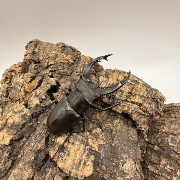 阿卡巴深山鍬形蟲  ♂67mm 成對