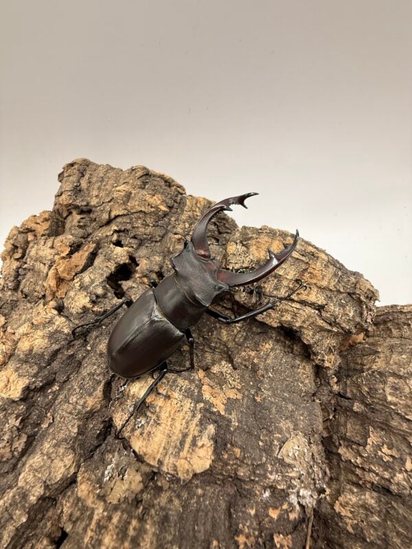 阿卡巴深山鍬形蟲  ♂67mm 成對