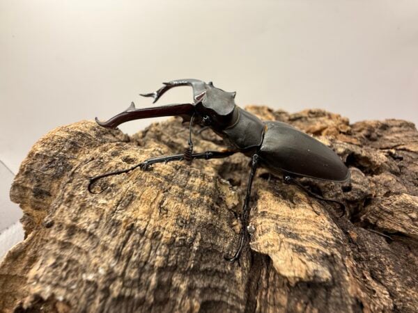 阿卡巴深山鍬形蟲  ♂72mm 成對
