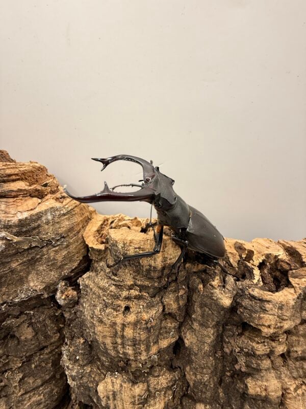 阿卡巴深山鍬形蟲  ♂69mm 成對