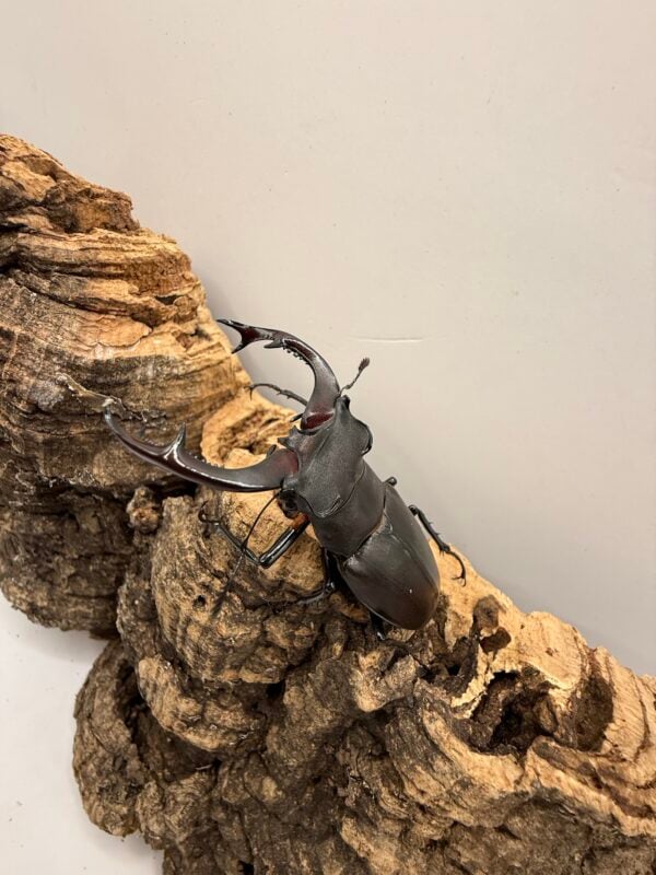阿卡巴深山鍬形蟲  ♂69mm 成對