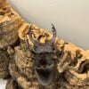 阿卡巴深山鍬形蟲  ♂67mm 成對
