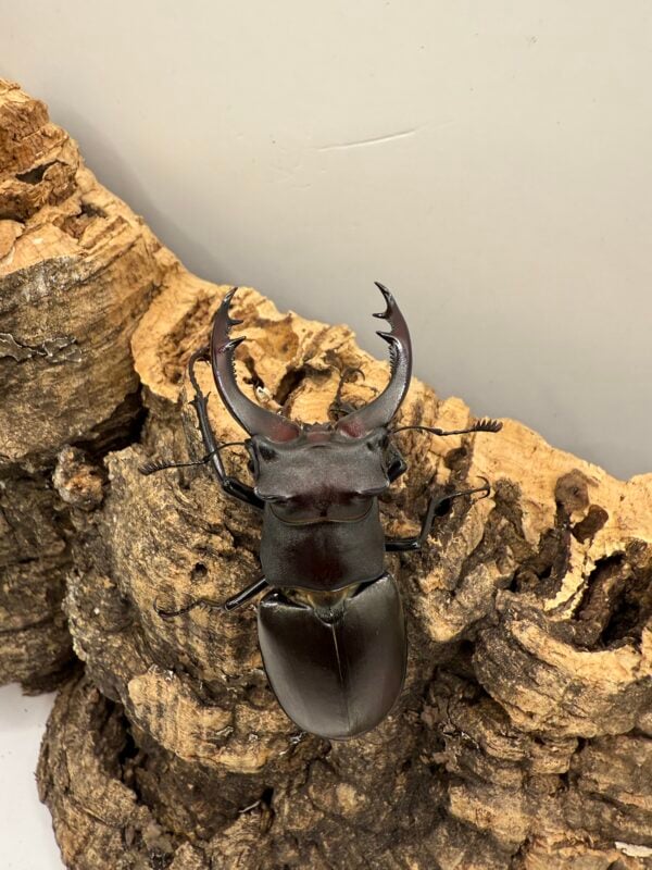 阿卡巴深山鍬形蟲  ♂67mm 成對