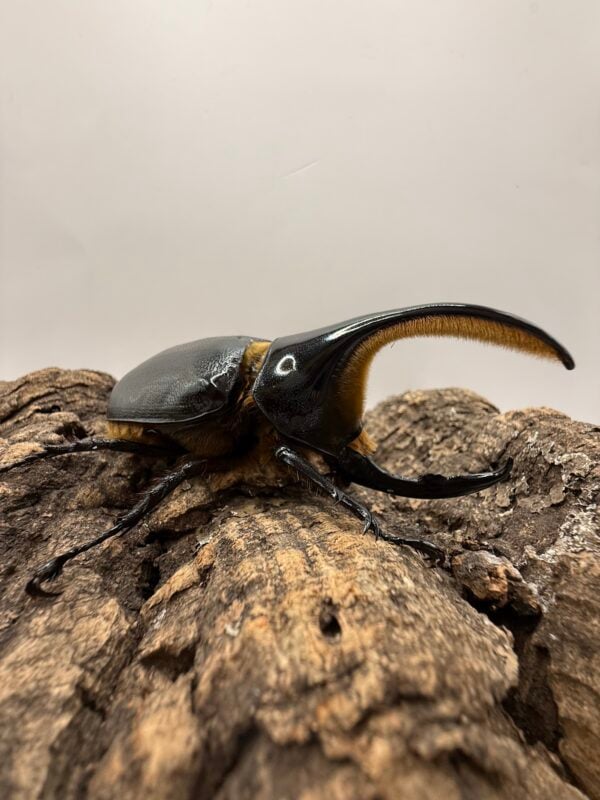 撒旦大兜  ♂94mm 成對