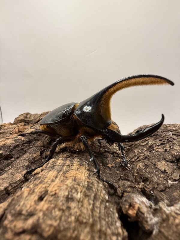 撒旦大兜  ♂94mm 成對