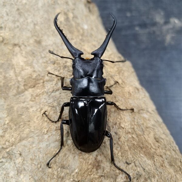 大輔氏長頸鹿鋸鍬形蟲 ♂88mm 成對