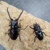 大輔氏長頸鹿鋸鍬形蟲 ♂88mm 成對