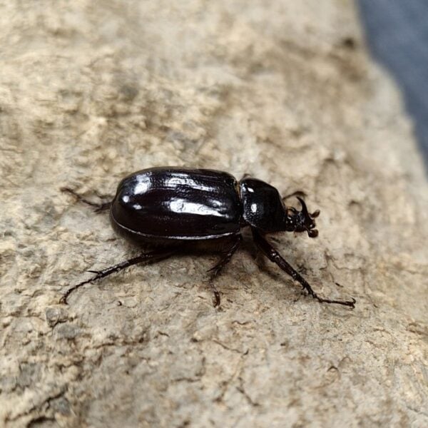 黑武士豎角兜蟲 ♂24mm 成對