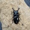 漆黑鹿角鍬形蟲 ♂88mm 成對