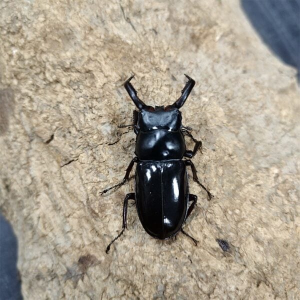 漆黑鹿角鍬形蟲 ♂88mm 成對