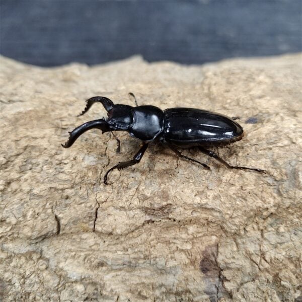 漆黑鹿角鍬形蟲 ♂49mm 成對