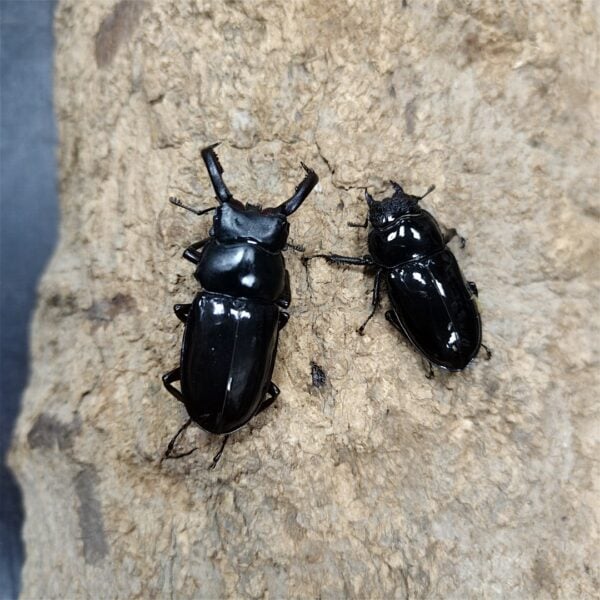 漆黑鹿角鍬形蟲 ♂49mm 成對