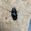 漆黑鹿角鍬形蟲 ♂49mm 成對