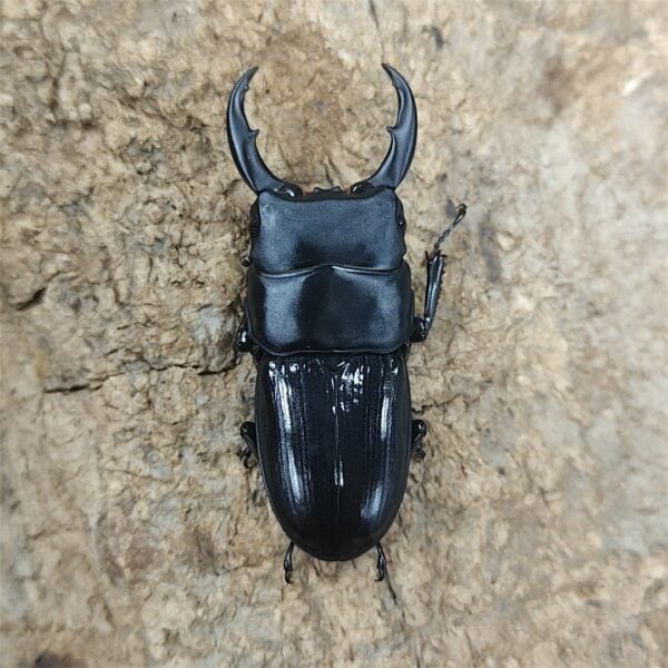 平頭大鍬形蟲 ♂49mm 成對