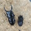 平頭大鍬形蟲 ♂49mm 成對