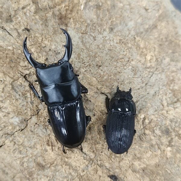 平頭大鍬形蟲 ♂49mm 成對