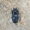 平頭大鍬形蟲 ♂49mm 成對