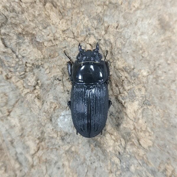 平頭大鍬形蟲 ♂49mm 成對