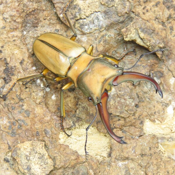 阿拉蓋瑞細身赤鍬形蟲（巴拉望島產、CBF3）♂ 56mm 成對