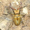阿拉蓋瑞細身赤鍬形蟲（巴拉望島產、CBF3）♂ 56mm 成對