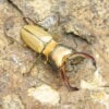 阿拉蓋瑞細身赤鍬形蟲（野生親代65、CBF1）♂ 55mm 成對 NO.2