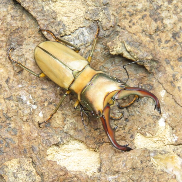 阿拉蓋瑞細身赤鍬形蟲（野生親代65、CBF1）♂ 55mm 成對 NO.2