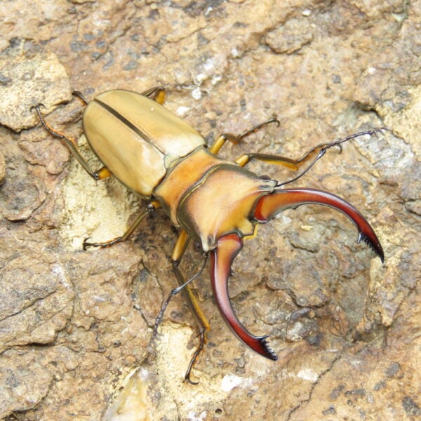 阿拉蓋瑞細身赤鍬形蟲（野生親代65、CBF1）♂ 54mm 成對 NO.3