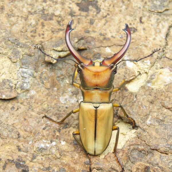 阿拉蓋瑞細身赤鍬形蟲（野生親代65、CBF1）♂ 54mm 成對 NO.3